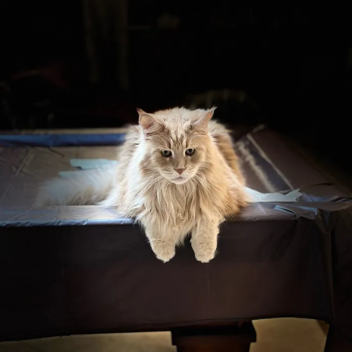 Jean Cat Sitter-Domain-Nw Hills-Arboretum-Cat Mtn-Far West