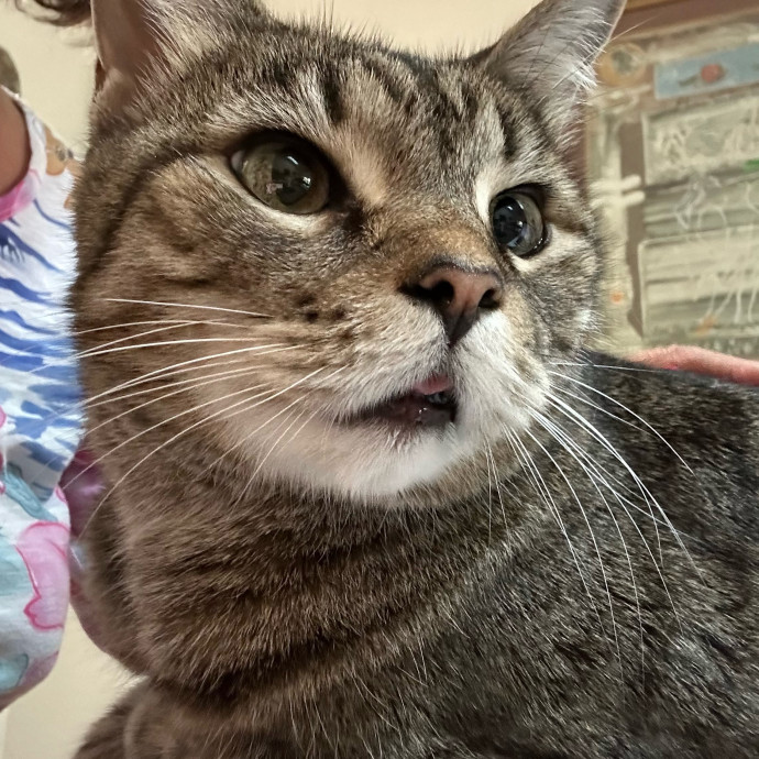 Jean Cat Sitter-Domain-Nw Hills-Arboretum-Cat Mtn-Far West