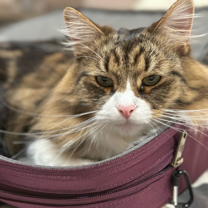 Jean Cat Sitter-Domain-Nw Hills-Arboretum-Cat Mtn-Far West