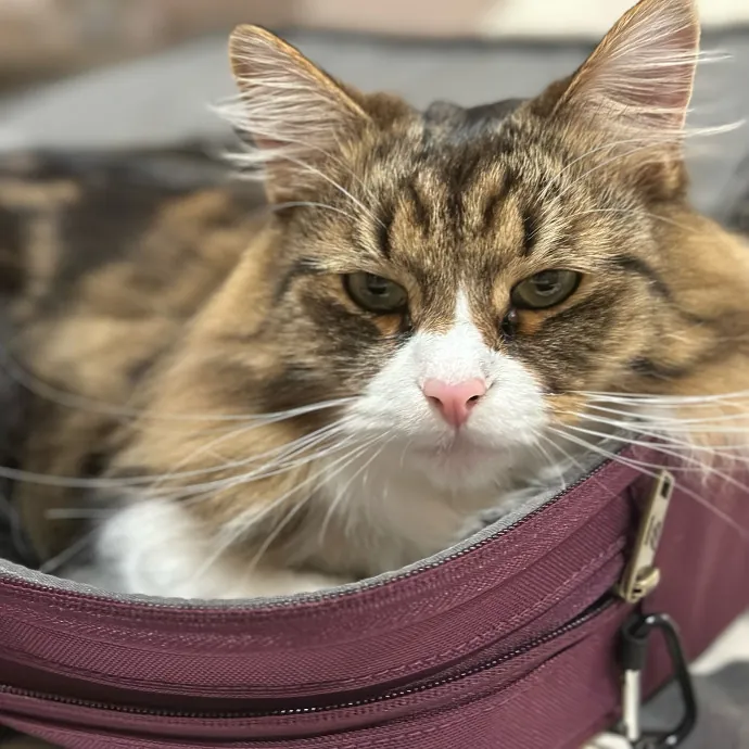 Jean Cat Sitter-Domain-Nw Hills-Arboretum-Cat Mtn-Far West