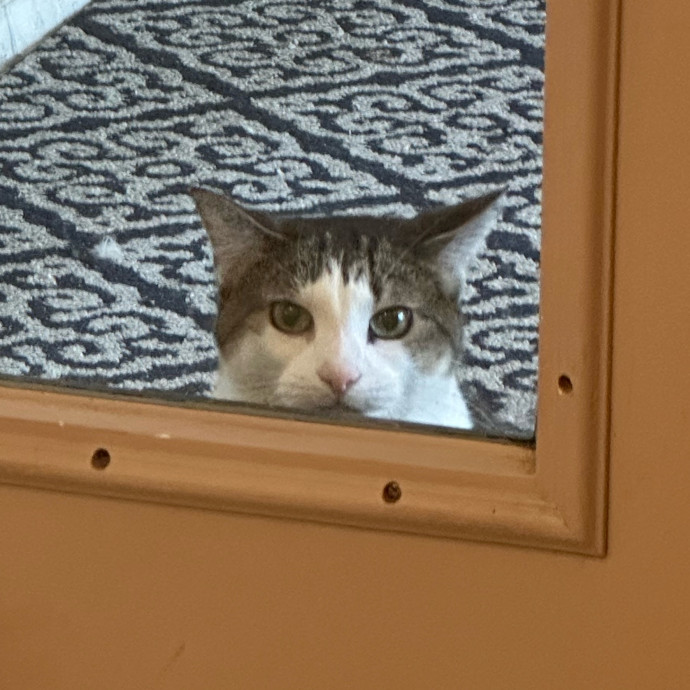 Jean Cat Sitter-Domain-Nw Hills-Arboretum-Cat Mtn-Far West