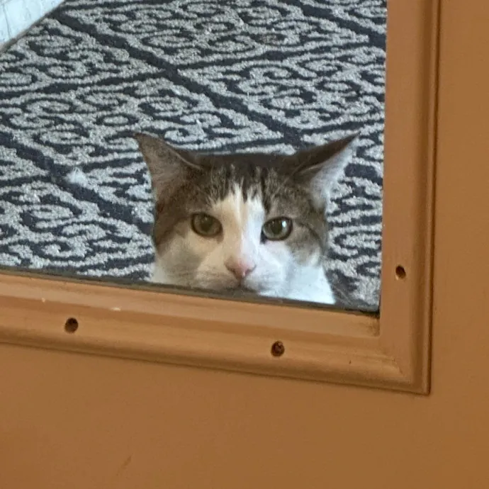 Jean Cat Sitter-Domain-Nw Hills-Arboretum-Cat Mtn-Far West