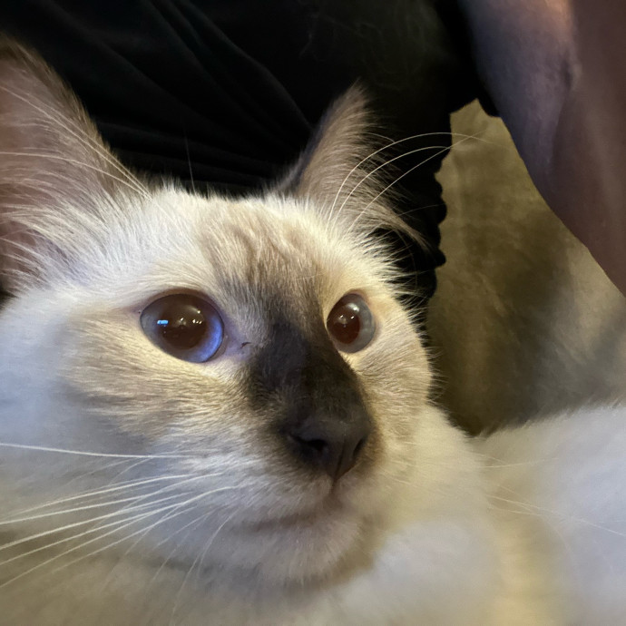 Jean Cat Sitter-Domain-Nw Hills-Arboretum-Cat Mtn-Far West