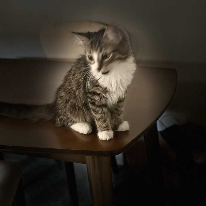 Jean Cat Sitter-Domain-Nw Hills-Arboretum-Cat Mtn-Far West