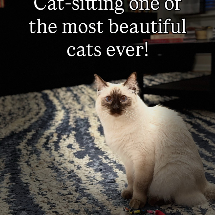 Jean Cat Sitter-Domain-Nw Hills-Arboretum-Cat Mtn-Far West photo 2