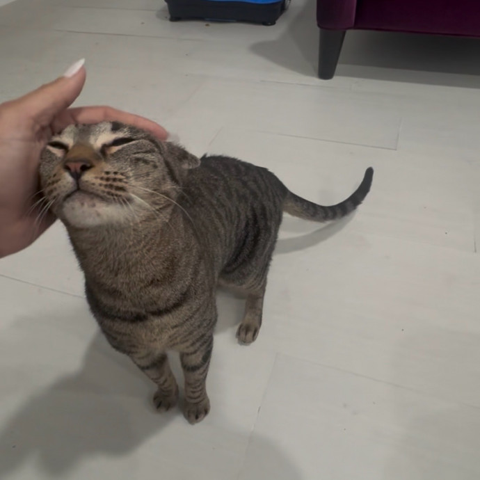 Peacepawlove