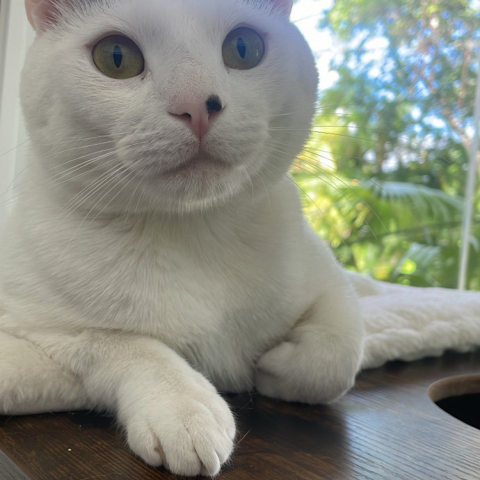 Peacepawlove