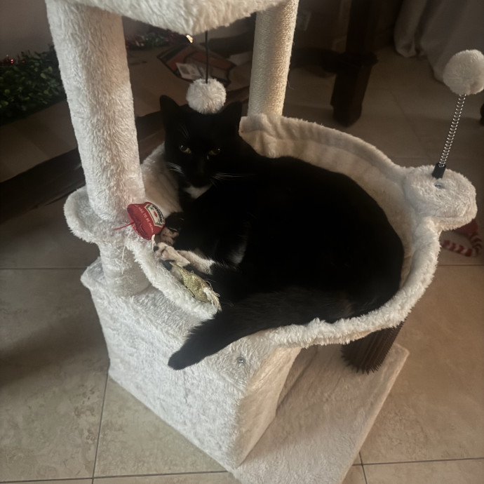Peacepawlove
