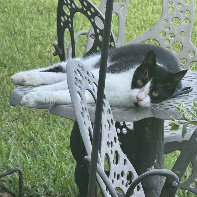 Peacepawlove