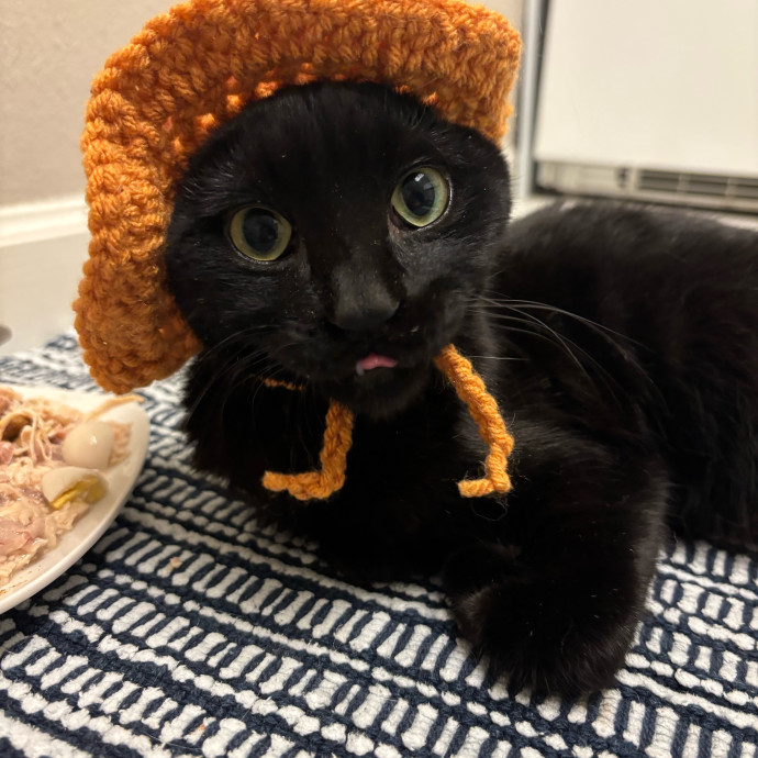 Tristan's Catastic Catsitting