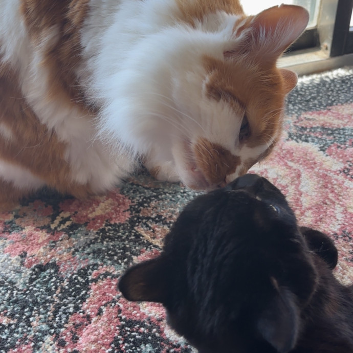 Tristan's Catastic Catsitting