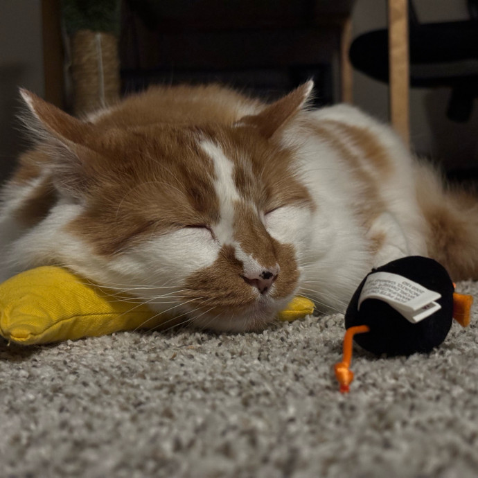 Tristan's Catastic Catsitting