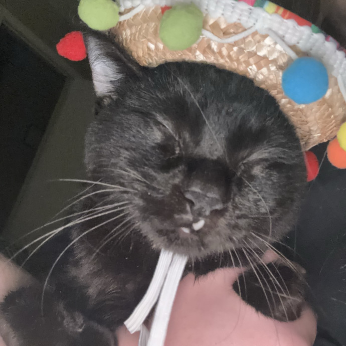 Tristan's Catastic Catsitting