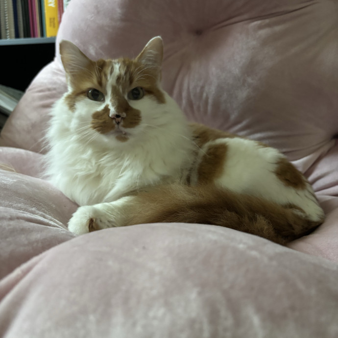 Tristan's Catastic Catsitting photo 3