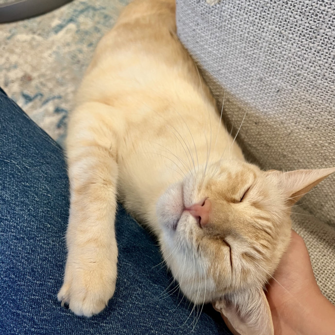 Cat Sitter Taylor - In Marin