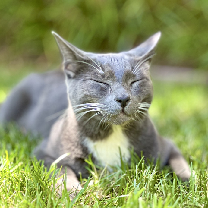 Cat Sitter Taylor - In Marin