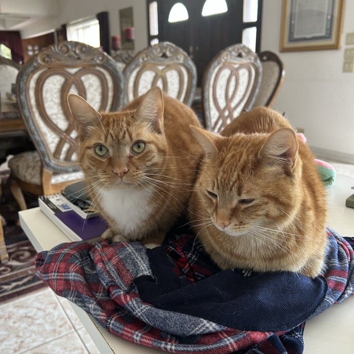 Amenah's Kitty Corner
