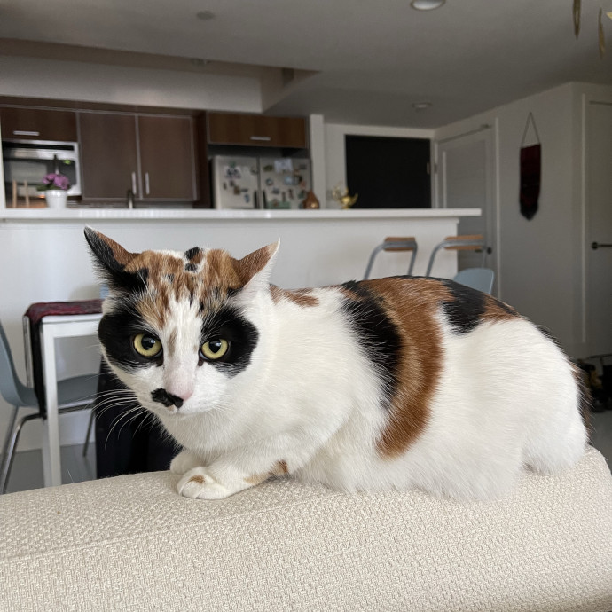 Amenah's Kitty Corner