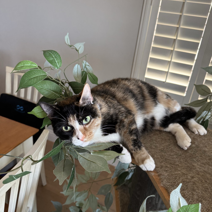 Amenah's Kitty Corner