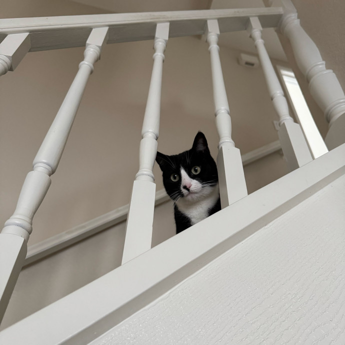 Amenah's Kitty Corner