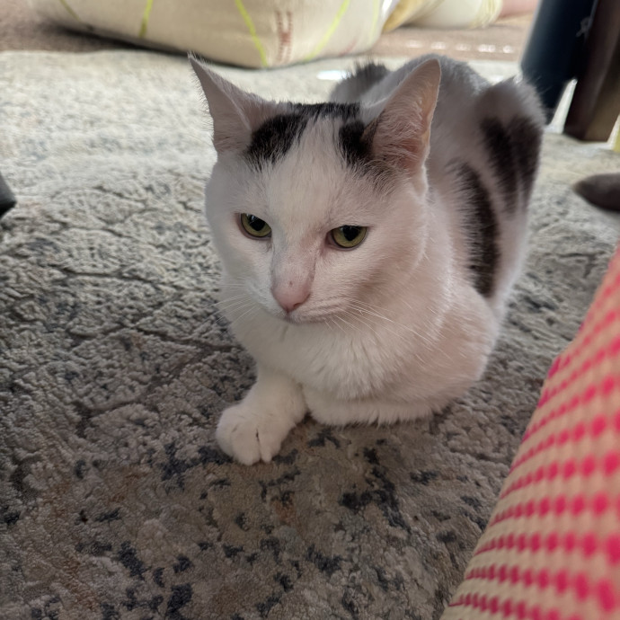 Amenah's Kitty Corner