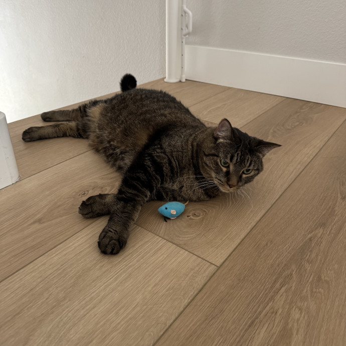 Amenah's Kitty Corner photo 3
