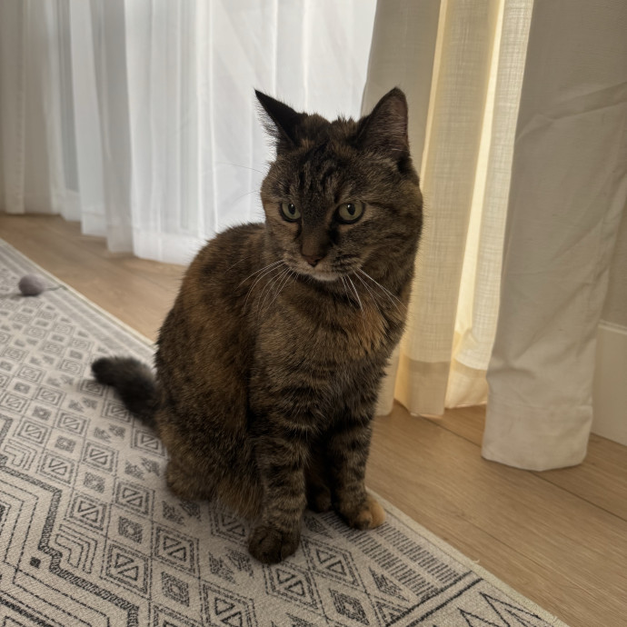 Amenah's Kitty Corner photo 2