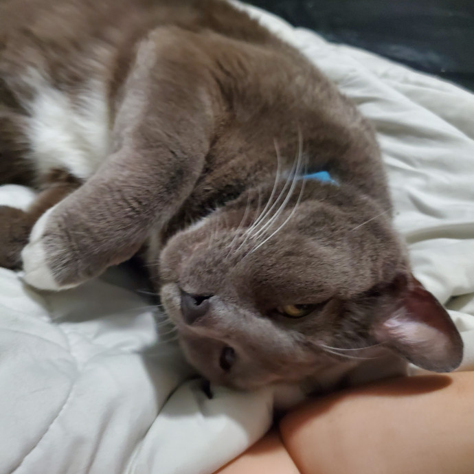 Furiendly And Reliable Cat Companion photo 3