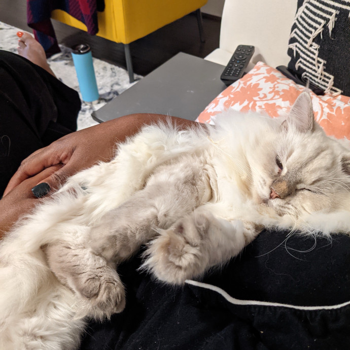Experience Cat Sitter For Your  Family