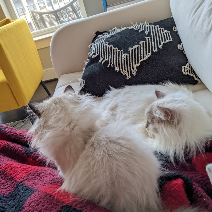 Experience Cat Sitter For Your  Family