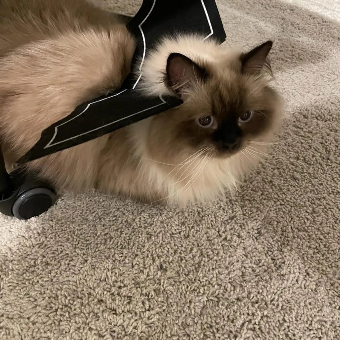 Experience Cat Sitter For Your  Family