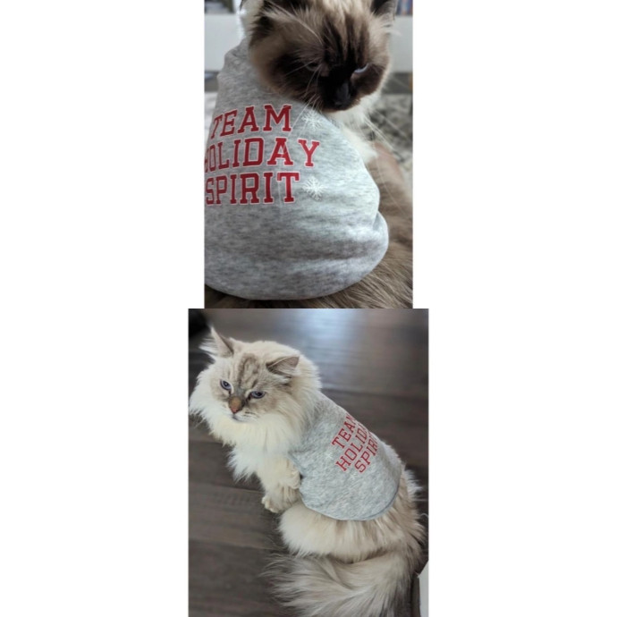 Experience Cat Sitter For Your  Family