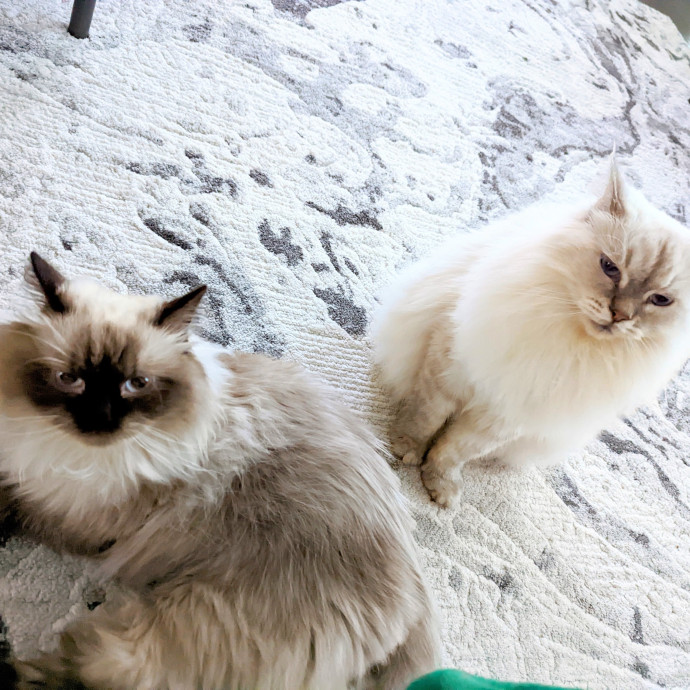 Experience Cat Sitter For Your  Family photo 3
