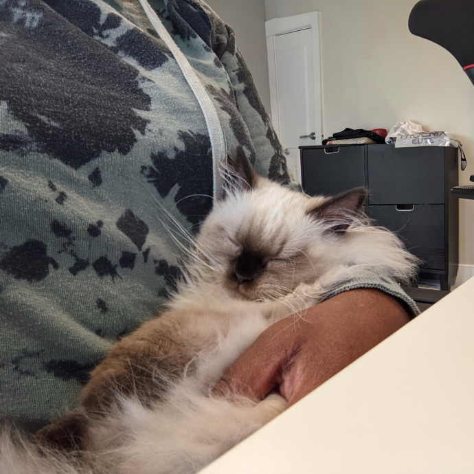 Experience Cat Sitter For Your  Family photo 2