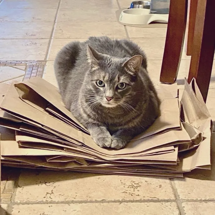 Intelligent And Empathetic Cat Friend