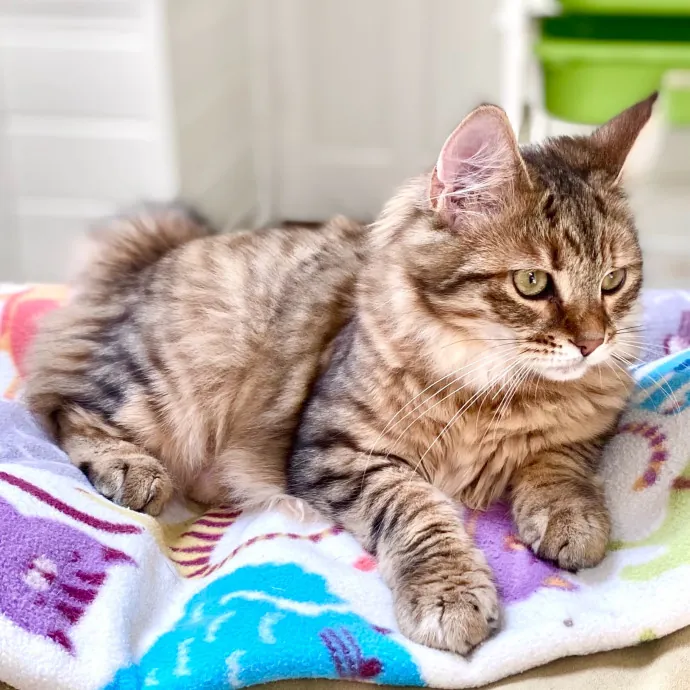 Intelligent And Empathetic Cat Friend