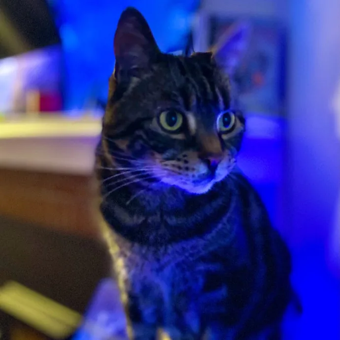 Intelligent And Empathetic Cat Friend