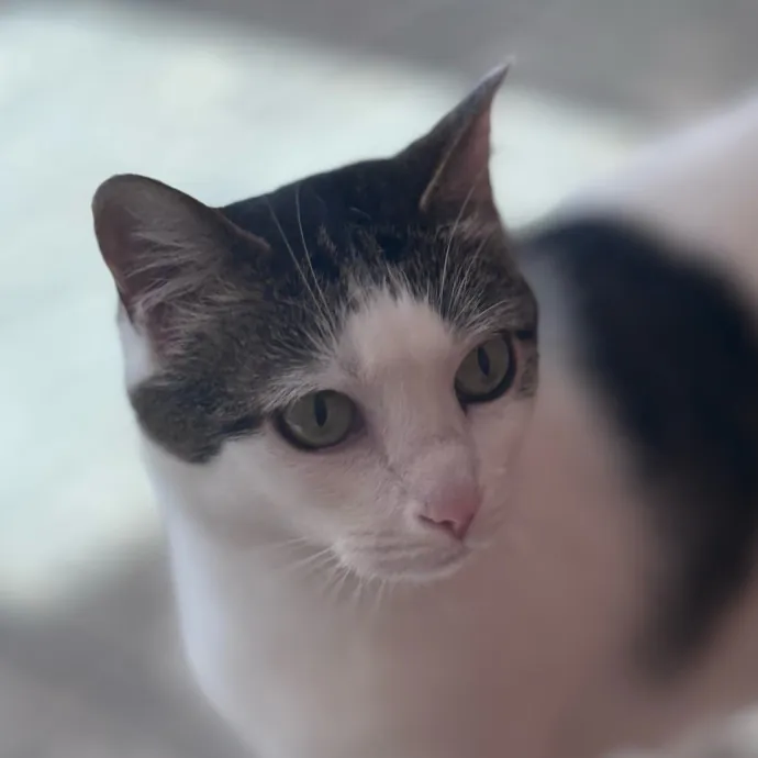 Intelligent And Empathetic Cat Friend