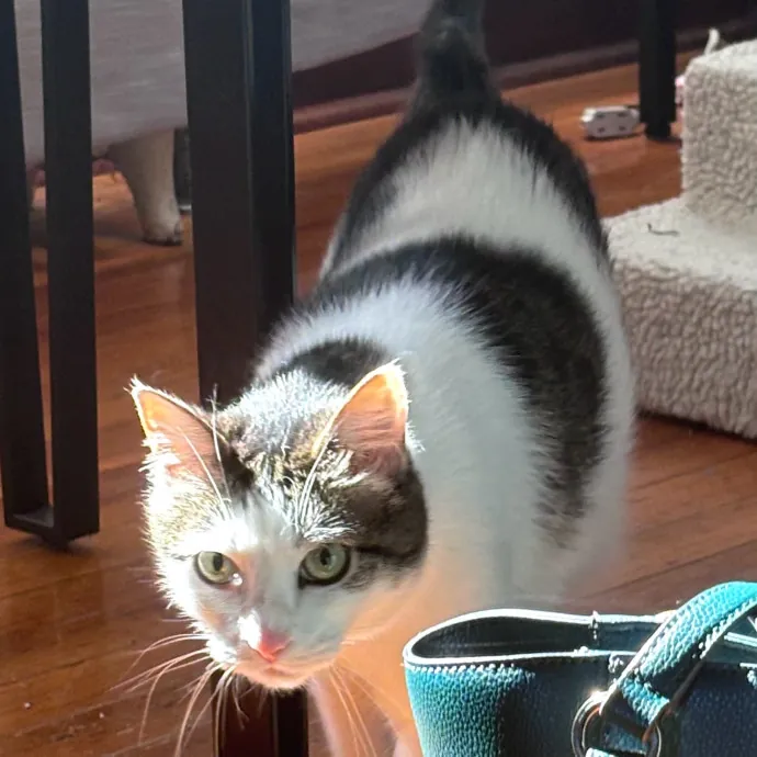 Intelligent And Empathetic Cat Friend