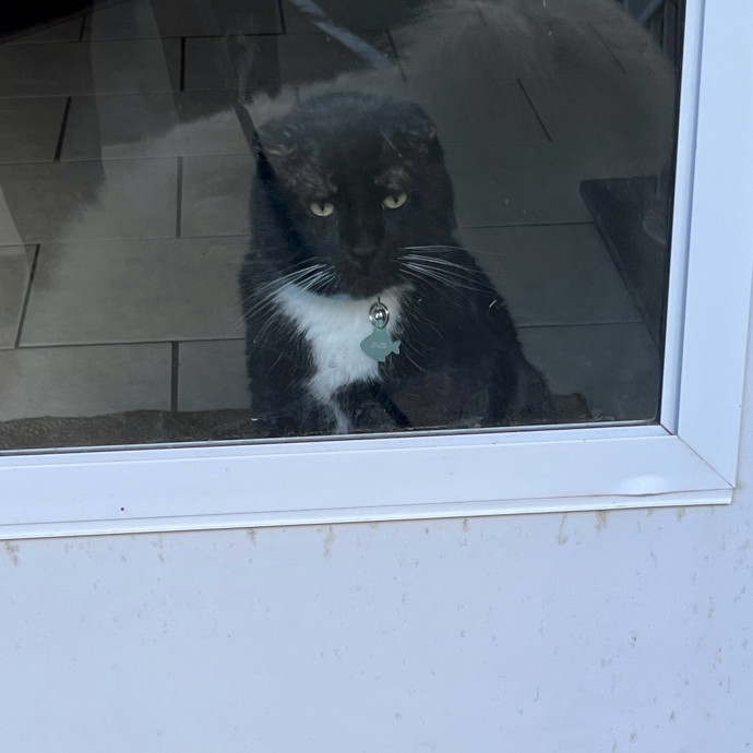 Intelligent And Empathetic Cat Friend