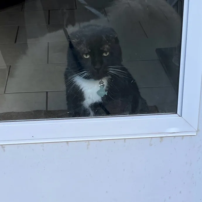 Intelligent And Empathetic Cat Friend