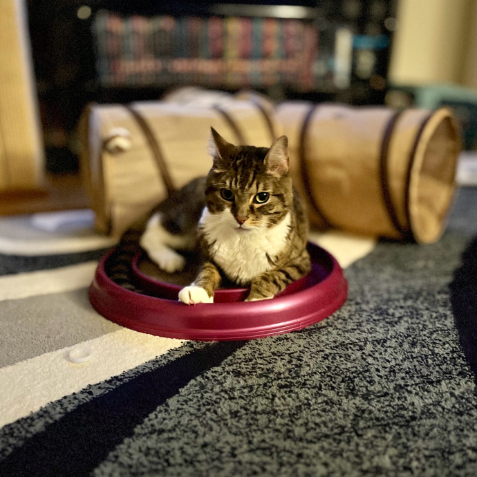 Intelligent And Empathetic Cat Friend
