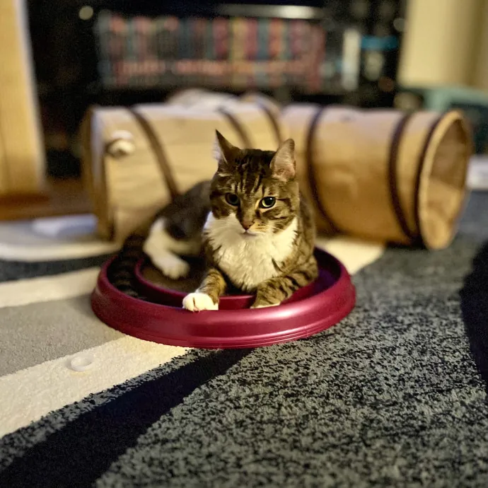 Intelligent And Empathetic Cat Friend