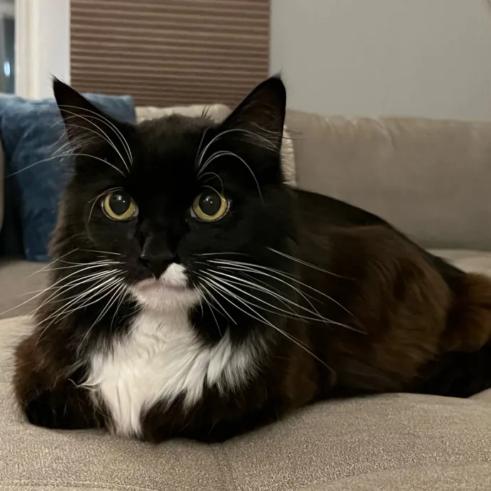 Intelligent And Empathetic Cat Friend