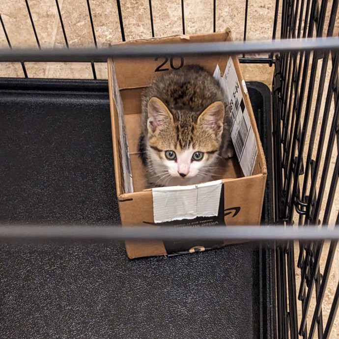 Intelligent And Empathetic Cat Friend
