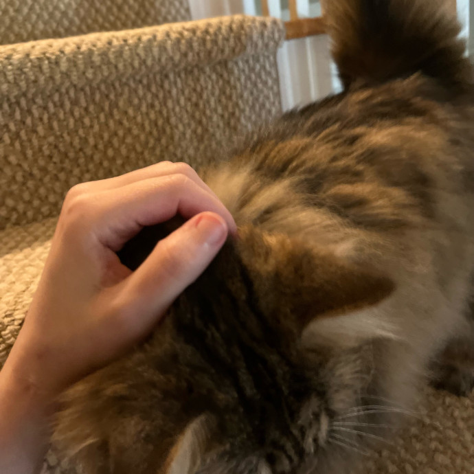 Intelligent And Empathetic Cat Friend