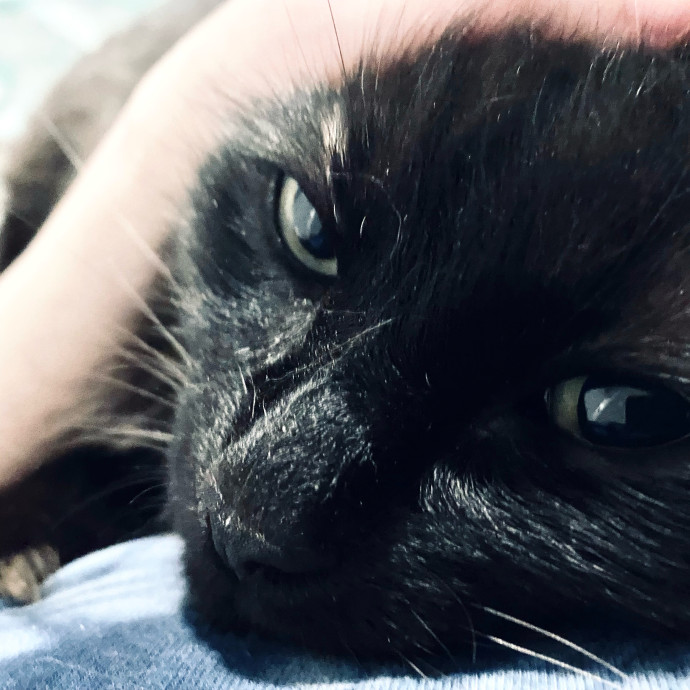 Intelligent And Empathetic Cat Friend photo 3