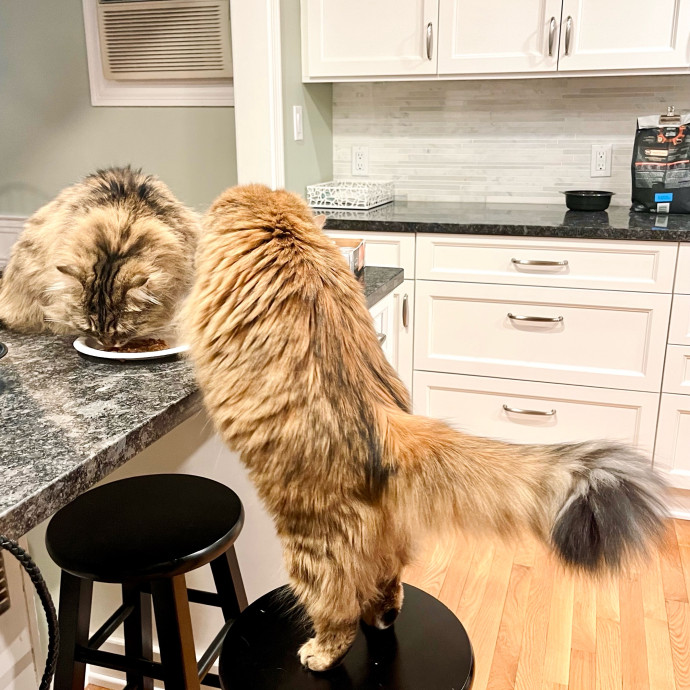 Intelligent And Empathetic Cat Friend photo 2