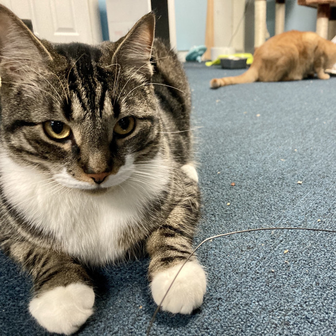 Sarah's Li Cat Sitting