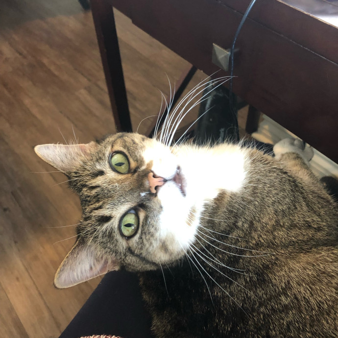 All Cats Are Cute